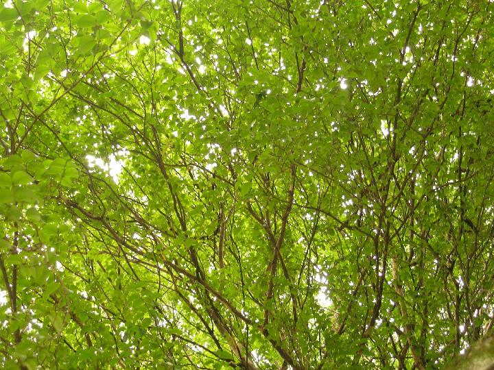 Treetop, leaves for background or wallpaper